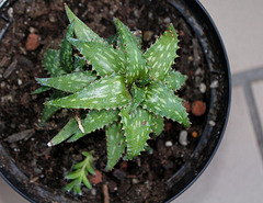 Aloe jucunda