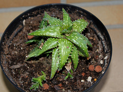 Aloe jucunda