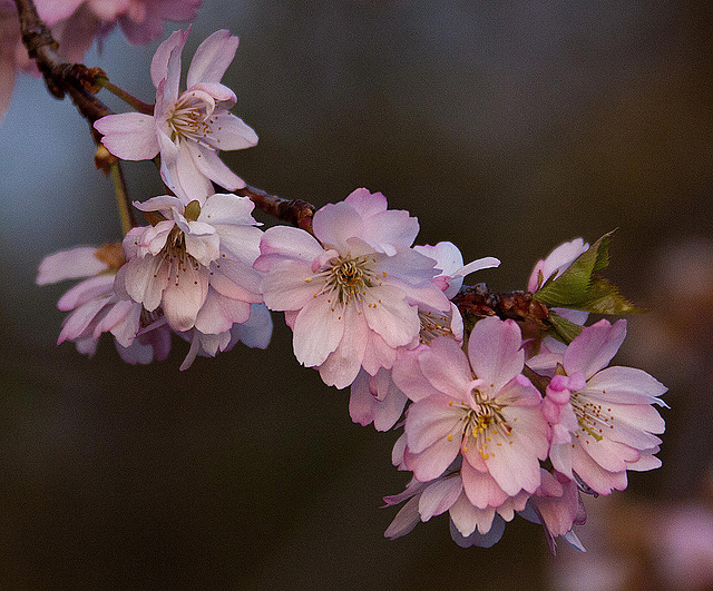 20120413 8559RAw [D~LIP] Japanische Blütenkirsche (Prunus serrulata), UWZ, Bad Salzuflen