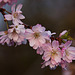 20120413 8559RAw [D~LIP] Japanische Blütenkirsche (Prunus serrulata), UWZ, Bad Salzuflen