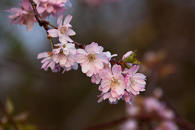 20120413 8558RAw [D~LIP] Japanische Blütenkirsche (Prunus serrulata), UWZ, Bad Salzuflen