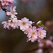 20120413 8558RAw [D~LIP] Japanische Blütenkirsche (Prunus serrulata), UWZ, Bad Salzuflen