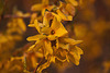 20120413 8553RAw [D~LIP] Forsythie (Forsythia) [Goldglöckchen], UWZ, Bad Salzuflen