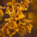 20120413 8553RAw [D~LIP] Forsythie (Forsythia) [Goldglöckchen], UWZ, Bad Salzuflen