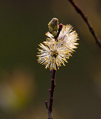 20120413 8551RAw [D~LIP] Weide (Salix urita), UWZ, Bad Salzuflen