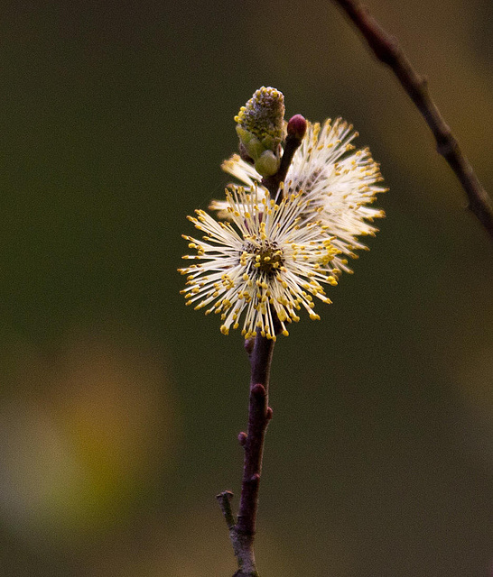 20120413 8551RAw [D~LIP] Weide (Salix urita), UWZ, Bad Salzuflen