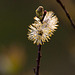 20120413 8551RAw [D~LIP] Weide (Salix urita), UWZ, Bad Salzuflen
