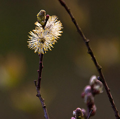 20120413 8550RAw [D~LIP] Weide (Salix urita), UWZ, Bad Salzuflen