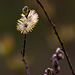 20120413 8550RAw [D~LIP] Weide (Salix urita), UWZ, Bad Salzuflen