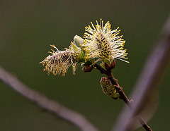 20120413 8549RAw [D~LIP] Weide (Salix urita), UWZ, Bad Salzuflen