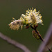 20120413 8549RAw [D~LIP] Weide (Salix urita), UWZ, Bad Salzuflen