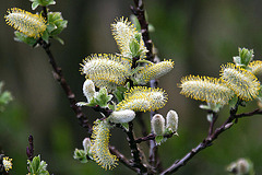 20120413 8546RAw [D~LIP] Weide (Salixhastata), UWZ, Bad Sakzuflen