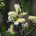 20120413 8546RAw [D~LIP] Weide (Salixhastata), UWZ, Bad Sakzuflen