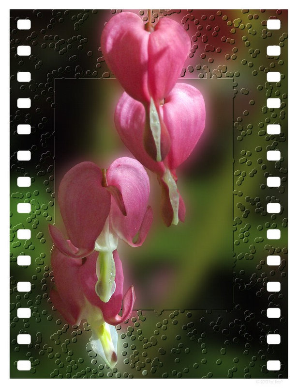 Bleeding Hearts