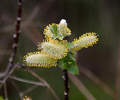 20120413 8544RAw [D~LIP] Weide (Salixhastata), UWZ, Bad Sakzuflen