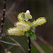 20120413 8544RAw [D~LIP] Weide (Salixhastata), UWZ, Bad Sakzuflen