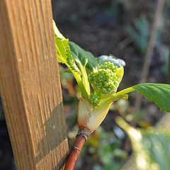 Hydrangea petiolaris DSC 0263