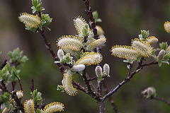 20120413 8543RAw [D~LIP] Weide (Salixhastata), UWZ, Bad Sakzuflen