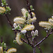 20120413 8543RAw [D~LIP] Weide (Salixhastata), UWZ, Bad Sakzuflen