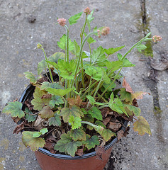 Heucherella alba 'bridget bloom' DSC 0266