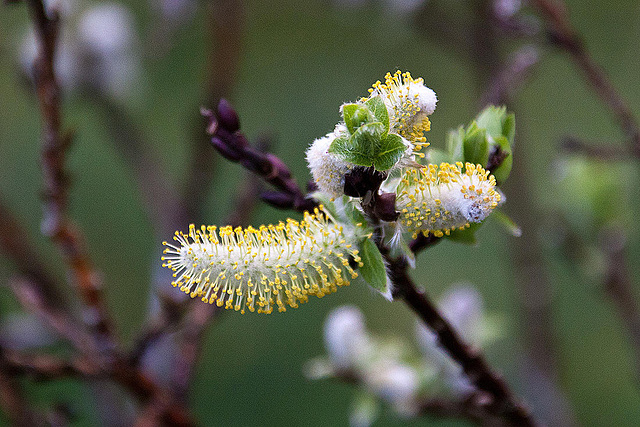 20120413 8541RAw [D~LIP] Weide (Salixhastata), UWZ, Bad Sakzuflen