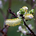 20120413 8541RAw [D~LIP] Weide (Salixhastata), UWZ, Bad Sakzuflen