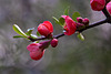 20120413 8540RAw [D~LIP] Zierquitte (Chaenomeles), UWZ, Bad Salzuflen