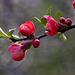 20120413 8540RAw [D~LIP] Zierquitte (Chaenomeles), UWZ, Bad Salzuflen