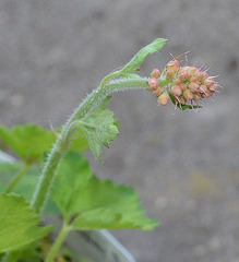 Heucherella alba 'bridget bloom' DSC 0267