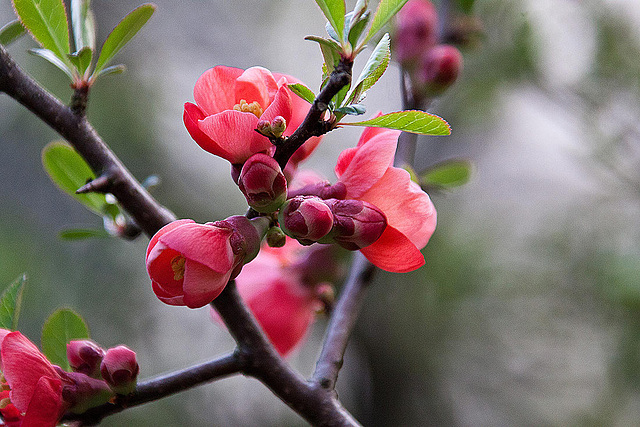 20120413 8539RAw [D~LIP] Zierquitte (Chaenomeles), UWZ, Bad Salzuflen