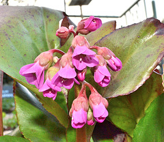 Bergenia cordifolia DSC 0273