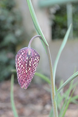 Fritillaire meleagris DSC 0274