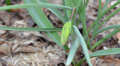 Fritillaire meleagris DSC 0275