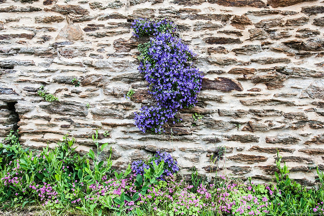 Campanule des murailles