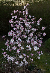 Magnolia loebneri 'leonard messel' DSC 0278