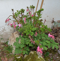 dicentra spectabilis DSC 0279