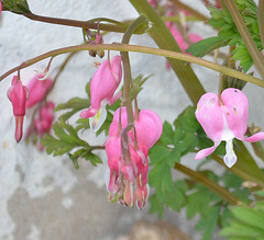 dicentra spectabilis DSC 0280