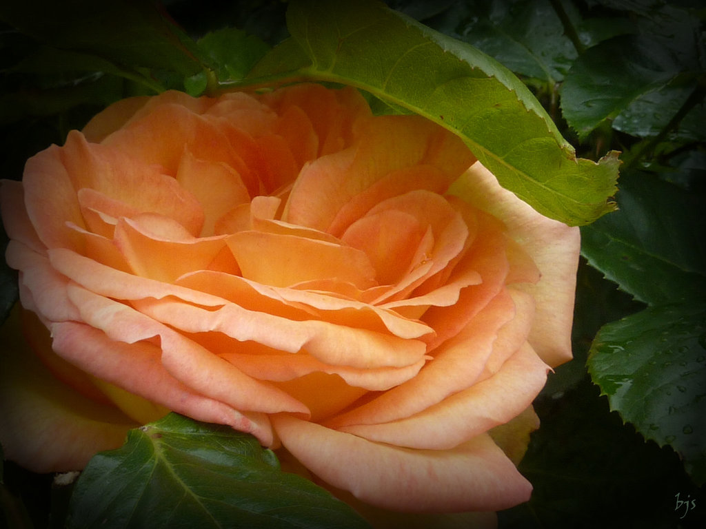 Rose tendresse