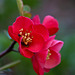 20120413 8538RAw [D~LIP] Zierquitte (Chaenomeles), UWZ, Bad Salzuflen