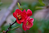 20120413 8536RAw [D~LIP] Zierquitte (Chaenomeles), UWZ, Bad Salzuflen