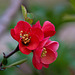 20120413 8536RAw [D~LIP] Zierquitte (Chaenomeles), UWZ, Bad Salzuflen