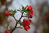 20120413 8535RAw [D~LIP] Zierquitte (Chaenomeles), UWZ, Bad Salzuflen