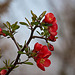 20120413 8535RAw [D~LIP] Zierquitte (Chaenomeles), UWZ, Bad Salzuflen