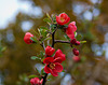 20120413 8534RAw [D~LIP] Zierquitte (Chaenomeles), UWZ, Bad Salzuflen