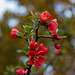 20120413 8534RAw [D~LIP] Zierquitte (Chaenomeles), UWZ, Bad Salzuflen