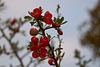 20120413 8533RAw [D~LIP] Zierquitte (Chaenomeles), UWZ, Bad Salzuflen