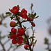 20120413 8533RAw [D~LIP] Zierquitte (Chaenomeles), UWZ, Bad Salzuflen