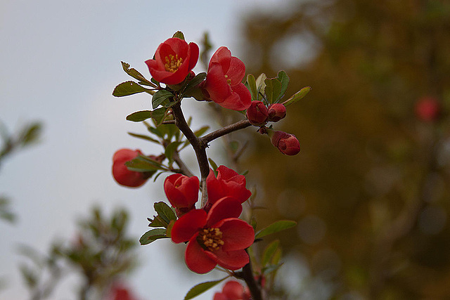 20120413 8532RAw [D~LIP] Zierquitte (Chaenomeles), UWZ, Bad Salzuflen