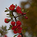 20120413 8532RAw [D~LIP] Zierquitte (Chaenomeles), UWZ, Bad Salzuflen