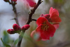 20120413 8531RAw [D~LIP] Zierquitte (Chaenomeles), UWZ, Bad Salzuflen